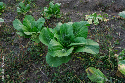 Bild auf Leinwand High angle view of fresh green Pak Choi plant growing in soil at organic farm in