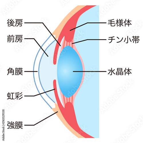 目の構造　眼球断面図