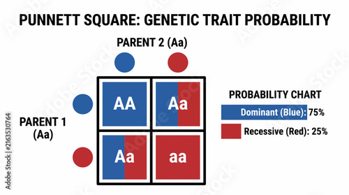 Bild auf Leinwand Punnett Square Diagram Explaining Genetic Trait Probability Chart