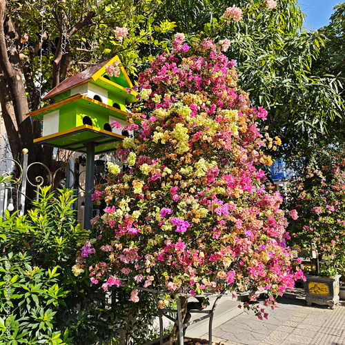 A beautiful flowering tree on the city streets.