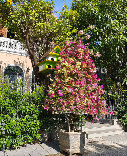 A beautiful flowering tree on the city streets.
