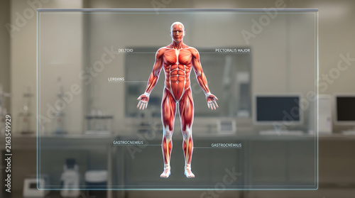 Digital Anatomical Model of Human Body Highlighting Full Muscular System Structure in Vivid Red Detail