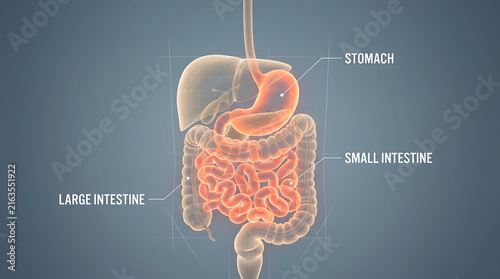 Digital Anatomical Render of Human Digestive Organs Highlighting Stomach and Intestinal Tract in Detail