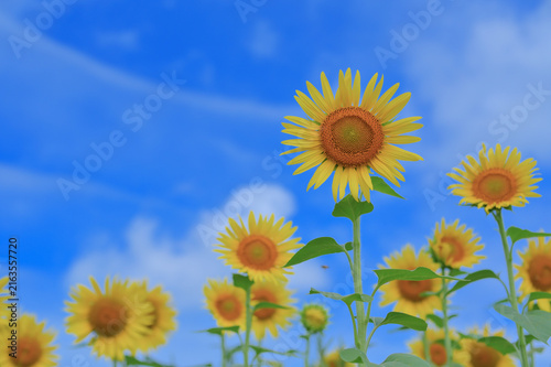 Sunflowers blooming under a bright blue summer sky with copy space