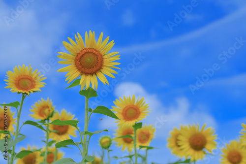 Sunflowers blooming under a bright blue summer sky with copy space