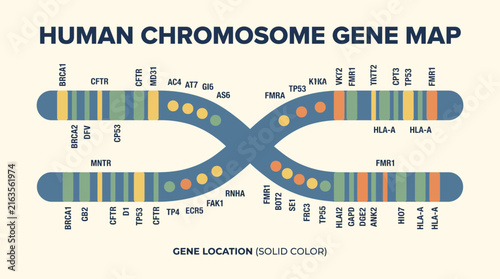 Obraz na płótnie Genome Map Showing Gene Locations Across Human Chromosome