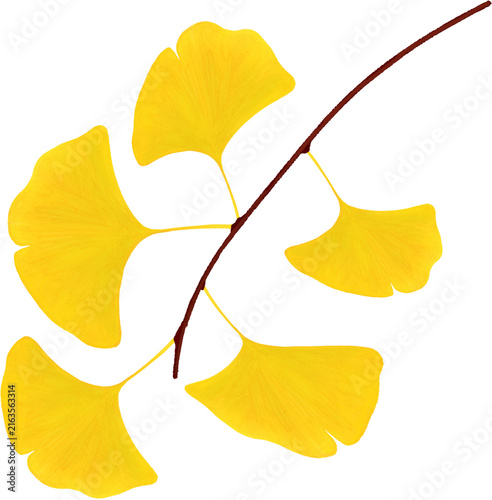 Hand Drawn Autumn Maple and Ginkgo Leaf Illustration Set in Red Orange and Yellow
