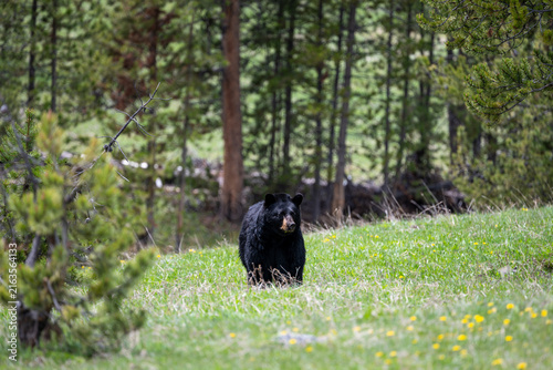 Fotografie Cute little American Black Bear grazing on grass in the Hayden Valley, summer va