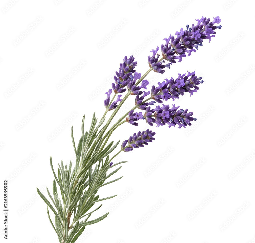 Fototapeta premium Natural lavender stem with purple flower spikes and narrow foliage isolated on transparent background, suitable for botanical branding, wedding stationery, packaging and wellness designs.