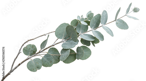 Rose branch with blooming flower, buds and natural foliage isolated on transparent background.