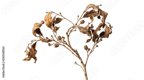 Natural dried botanical branch with curled foliage and seed pods isolated on transparent background for rustic wedding stationery, packaging, editorial and interior design graphics.