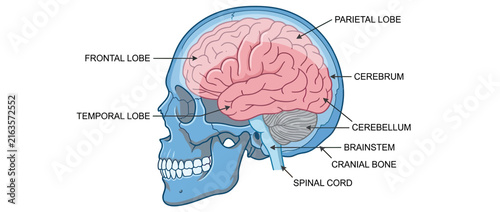 Anatomical Brain and Skull Illustration with Labels