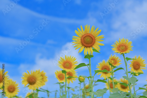 Bright yellow sunflowers under a blue sky with soft white clouds