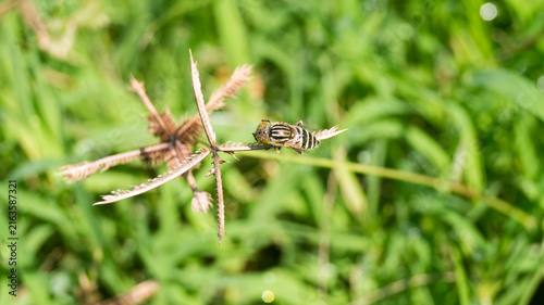 Konstfotografi The insect in the selected region is actually not a bee at all, but a species of hoverfly that perfectly mimics a bee