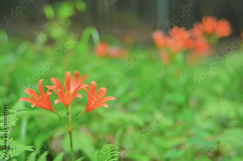 Orange Lycoris sanguinea flowers blooming in the green forest background