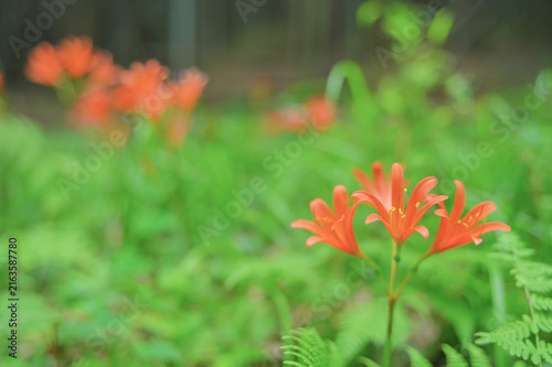 Orange Lycoris sanguinea flowers blooming in the green forest background