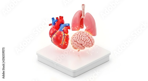 Colorful Heart Lungs and Brain Model Display on Platform