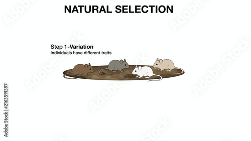 Animation of biology,Educational biology diagram illustrating natural selection step in mice. Diagram shows variation, predator selection pressure by crow, survival of adapted phenotypes, reproduction
