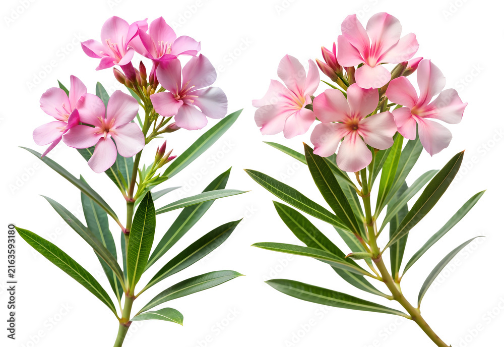 Fototapeta premium Beautiful pink oleander flowers and green leaves isolated on transparent background