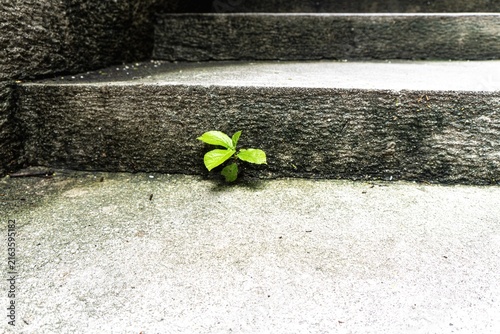 Foto Small green plant growing between concrete steps