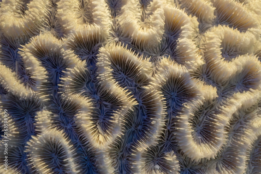 Fototapeta premium Macro shot of textured coral with intricate patterns