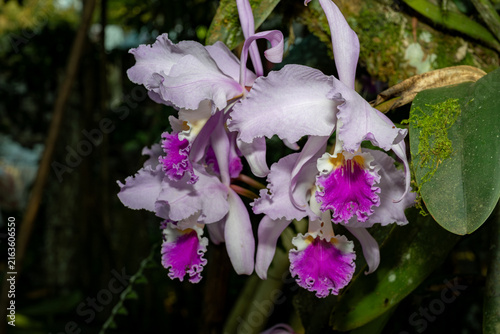 Konstfotografi Lavender cattleya orchids blooming in tropical garden
