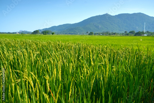 Foto Ripe Rice Terraces of Mountainous Vietnam