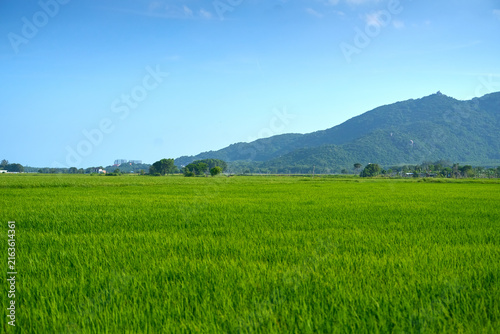 Ripe Rice Terraces of Mountainous Vietnam