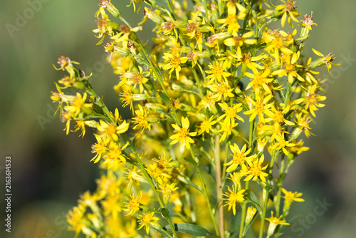 European goldenrod, woundwort,
Solidago virgaurea flowers closeup selective focus