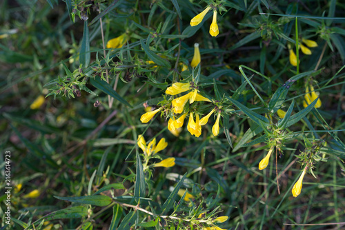 common cow-wheat, Melampyrum pratense yellow flowers closeup selective focus