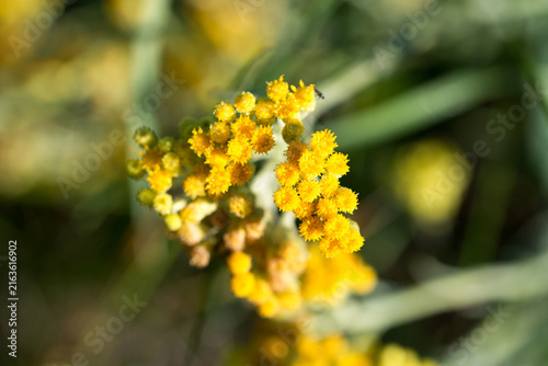 dwarf everlast, 
Helichrysum arenarium yellow flowers closeup selective focus