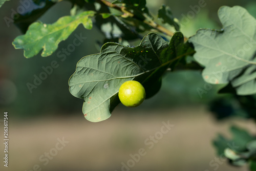 Galls, oak-apple,  cecidia on leaf closeup selective focus