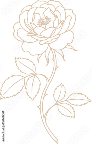 Elegant hand drawn rose flower outline illustration with delicate leaves on a clean white background