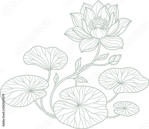 Elegant hand drawn lotus flower illustration with large lily pads in a classic botanical line art style