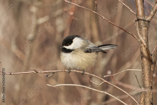 Cuadro en lienzo A Black-capped Chickadee in the sunlight