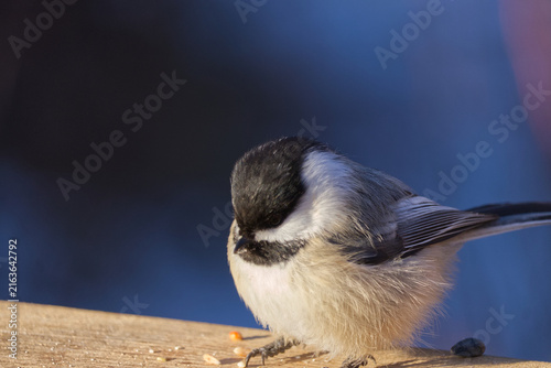 Fotografie A Black-capped Chickadee in the sunlight