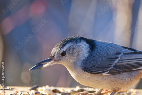 Foto A White-breasted Nuthatch in the Sunlight