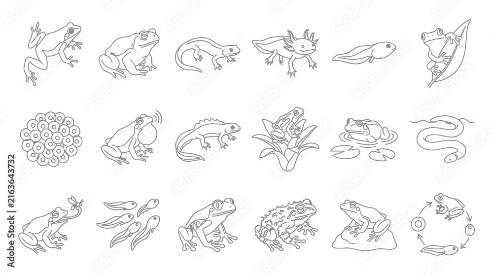 Fototapeta premium Black and White Line Art Icons of Frogs, Tadpoles, and Salamanders Life Cycle