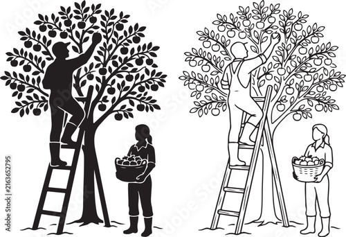 Vintage apple harvest vector silhouettes, farmers picking fruit on ladders, agricultural orchard workers line art set