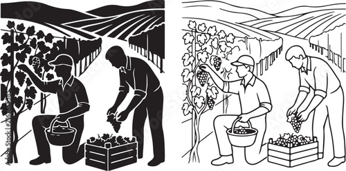 Vintage vineyard harvest vector, farmers picking grapes in wine country, woodcut style agricultural landscape illustration