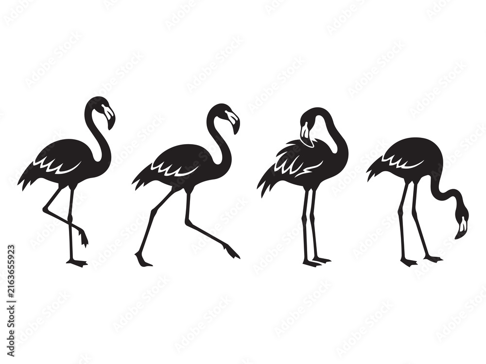 Obraz premium Set of black flamingo bird silhouettes in various poses isolated on white background for tropical art.