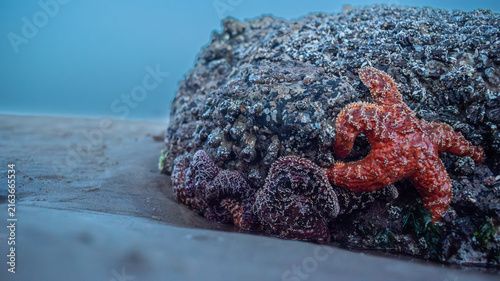 Bild auf Leinwand Marine tide pool with barnacles and sea anemones