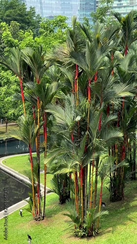 Malaysia, Kuala Lumpur 20.08.2026 - Red palm trees in the city park, wine palm, very beautiful leaves of an Asian tree