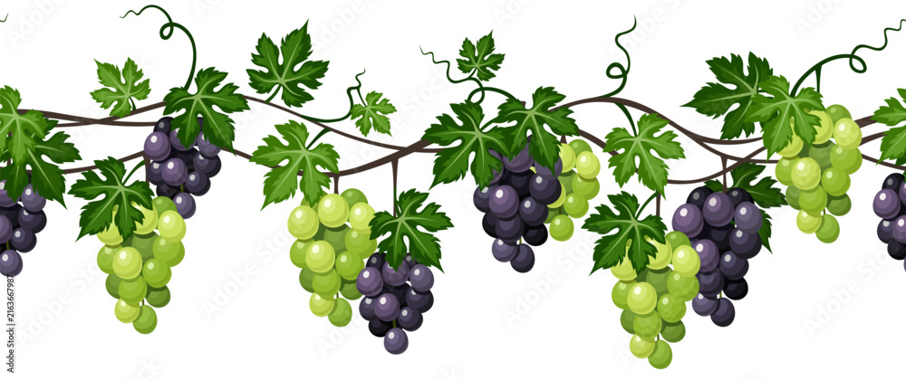 Naklejka premium Seamless border with black and green grapes on a white background. Vector horizontal seamless grape vine