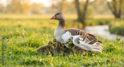 A mother goose protecting her goslings in a grassy meadow during golden hour