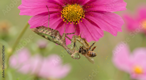 Praying mantis catching a honey bee on a pink cosmos flower