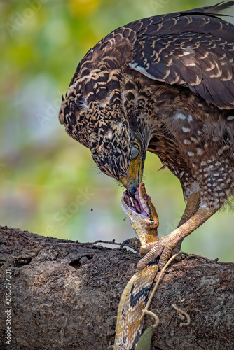 Photography A fierce raptor devouring its reptilian prey on a textured wooden log, capturing a powerful moment of survival in the jungle