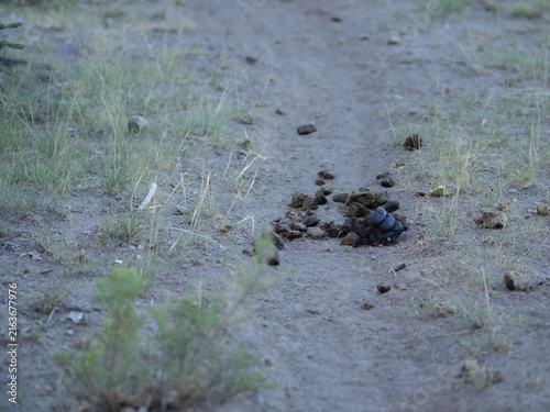 Obraz na płótnie Animal droppings near sparse grass. Horse dung in open field.