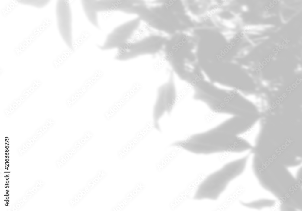 Obraz premium Natural light casts shadows from willow branches on a white background. Mockup.