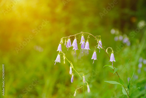 Forest wildflower bluebell